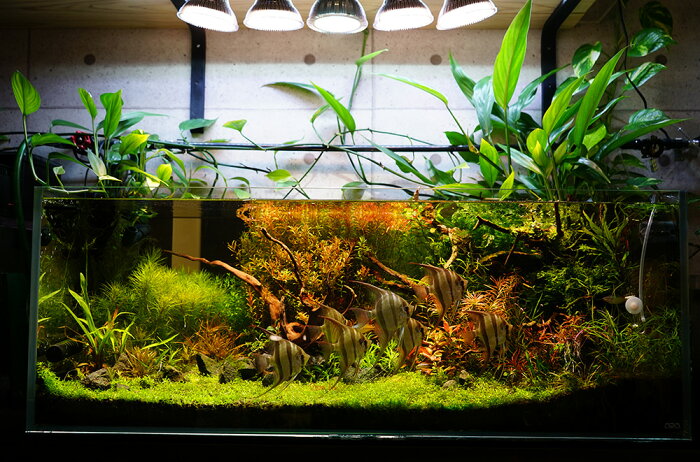 楽天市場 植物育成led Sun 18w 白色電球 口径e26 Plantlight18w 観葉植物 植物栽培ライト 電球のみ Shopbarrel