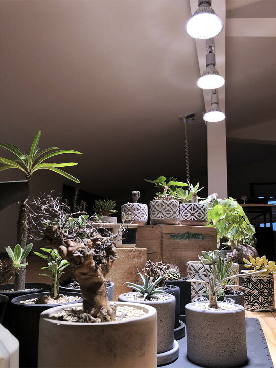 楽天市場】BARREL公式 植物育成LED 【SUN-18W×E26 PLANT CLIP-A 