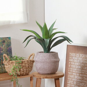 tFCNO[ AKx 41135 Zg|bg sf tFCNO[ ϗtA ԃCeA V Mtg  A[gO[ sf