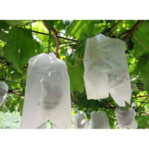 Ԃǂpʎ 100 S4 ēcH |pi K[fjO K[fjOpi _Ǝ _Ɨpi  쎑 핢 }`