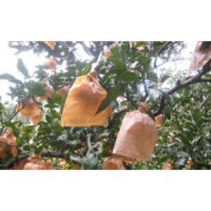 rpʎ NJ15 100 ēcH |pi K[fjO K[fjOpi _Ǝ _Ɨpi  쎑 핢 }`