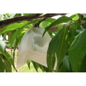 pʎ 21^ 100 ēcH |pi K[fjO K[fjOpi _Ǝ _Ɨpi  쎑 핢 }`