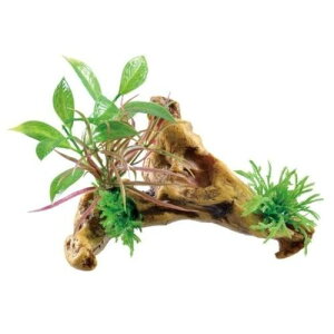 癒し水景 水草付き流木 ニードル 癒し水景