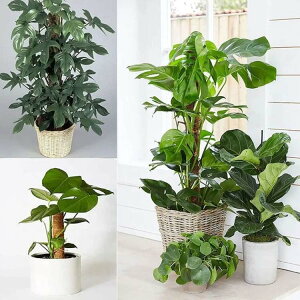 2g |xp[ RRXeBbN Xex ϗtA x |x RRibcx AT|[g A K[fjOp Ԃ 鐫A g}g |gX _Ɨp |pc 