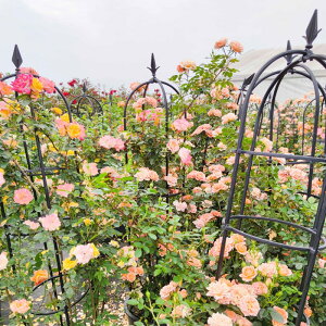 ~jIxXN [YIxXN R\ |pi A y hK؉ gݗ 񂽂 ݒu x | ƒ؉ GNXeA KN  eX p[S  ͔|