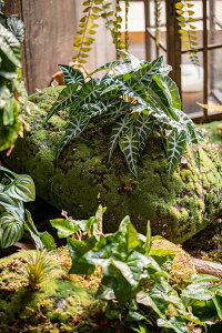 tFCNO[ ϗtA Xe AJVA ω@  K[fjO O[ lHA lHϗtA sv ͂Ȃ [t CeA  G WO A 