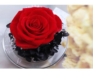 vU[uht[ ỉ i ͂Ȃ o Mtg KN [Y J[l[V v[g KX|bg hCt[ {bNXt Ǝ ̓ l l a j