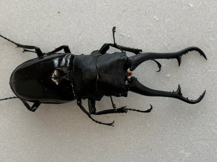 楽天市場】世界最大のクワガタ【DDA】ダイスケ・ギラファ 成虫 ペア 