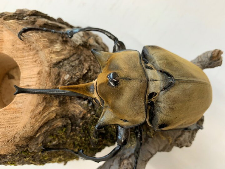 楽天市場】ゾウカブト最美麗種【DDA】エレファスゾウカブト 成虫 ペア 