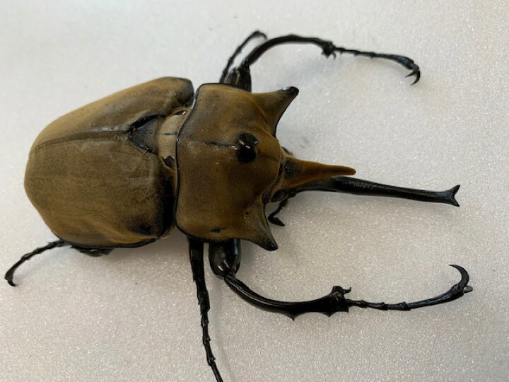 楽天市場】ゾウカブト最美麗種【DDA】エレファスゾウカブト 成虫 ペア 