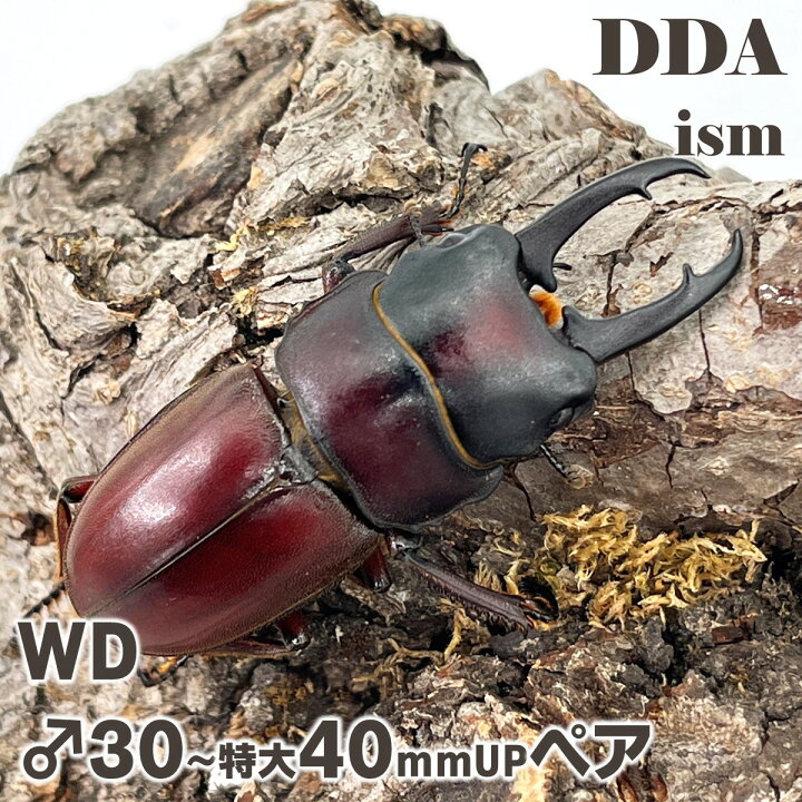 楽天市場】フィリピン便/天然個体【DDA】ジュリエットノコギリ 成虫 
