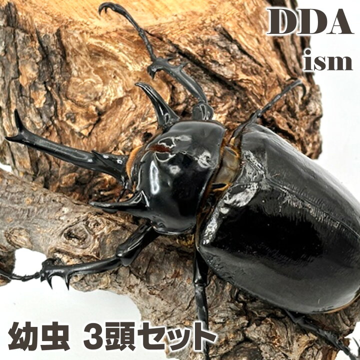 楽天市場】メガソマ最大種【DDA】マルスゾウカブト 幼虫 3頭セット dda 