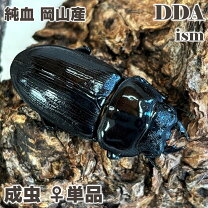 楽天市場】阿 古谷 産 オオクワガタの通販