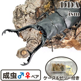世界最大のクワガタ【DDA】ギラファノコギリクワガタ 成虫 ペア ♂70〜110mmUP プレゼント付き dda クワガタ 生体