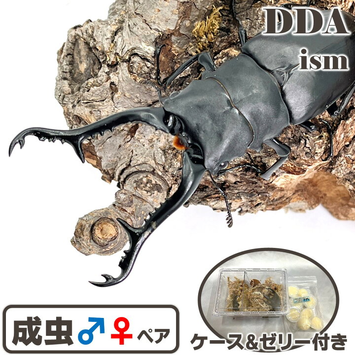 楽天市場】世界最大のクワガタ【DDA】ギラファノコギリクワガタ 成虫 