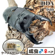 超人気種！入門編にして最高峰【DDA】大型血統 スマトラオオヒラタ 成虫 ペア ♂70〜超特大105mmUP プレ…