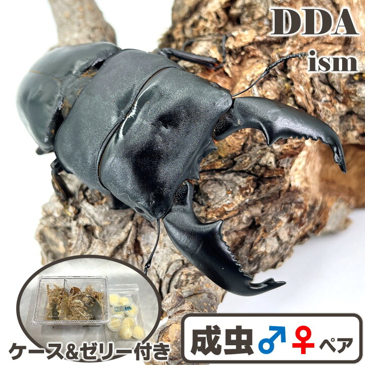 楽天市場】超人気種！入門編にして最高峰【DDA】大型血統 スマトラ 