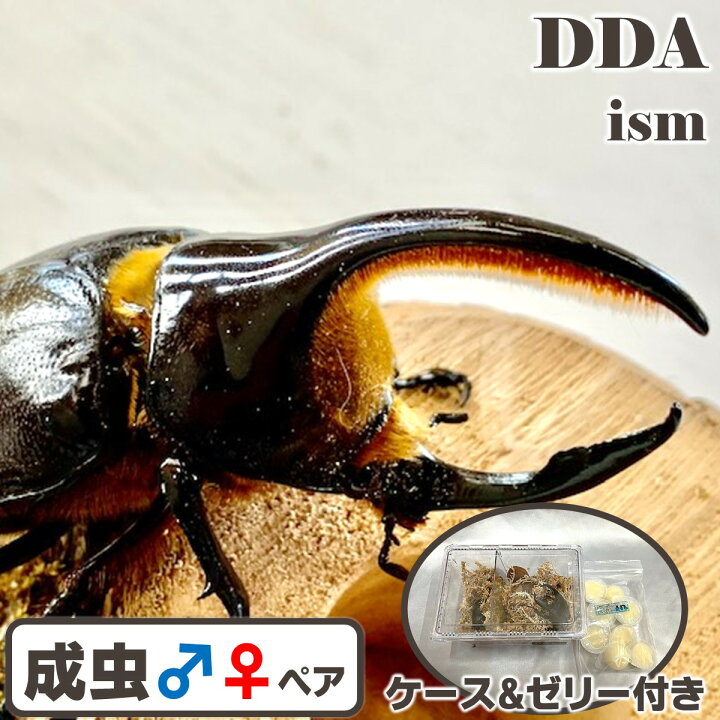 楽天市場】【DDA】サタンオオカブト 成虫 ペア ♂70〜100mmUP 