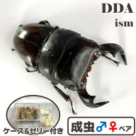 【DDA】飼育品 ダイオウヒラタ 成虫 ♂70〜特大85mmUP ペア プレゼント付き dda クワガタ 生体