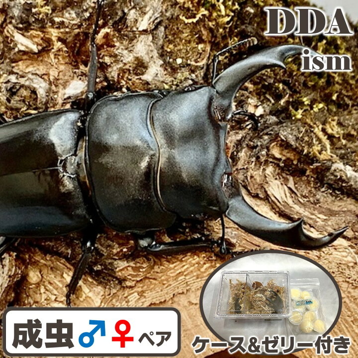 楽天市場】【DDA】シェンクリング オオクワガタ 成虫 ♂60〜80mmUP オオクワガタ 80mmup