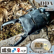 フィリピン便/天然個体【DDA】パラワンオオヒラタ 成虫 ペア WD♂70〜特大102mm プレゼント付き dda クワ…