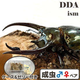 フィリピン便/天然個体【DDA】ミンダナオアトラス 成虫 WD♂80〜100mm ペア プレゼント付き dda オオカブト カブトムシ 生体