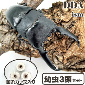 【DDA】パラワンオオヒラタ 幼虫 3匹セット 菌糸カップ入り dda クワガタ 生体