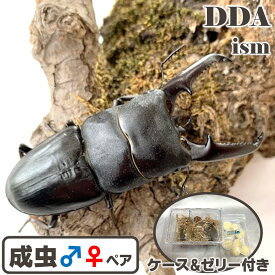 【DDA】ツシマヒラタ 成虫 ♂55〜75mmUP ペア プレゼント付き dda クワガタ 生体 ヒラタクワガタ