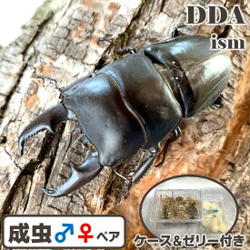 【DDA】WD倉敷 ヒラタクワガタ 成虫 大型♂45〜超特大67mm ペア プレゼント付き dda クワガタ 生体 国産