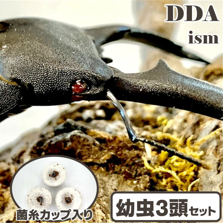 楽天市場】【DDA】大型血統 赤眼 kuniパラワンRR 幼虫 3匹セット 菌糸 