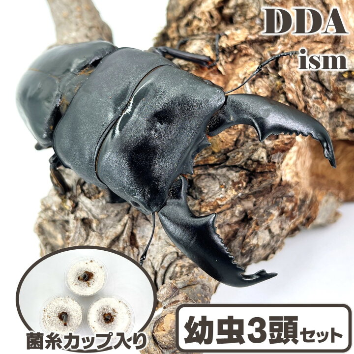 楽天市場】【DDA】良血！スマトラオオヒラタ 幼虫 3匹セット 菌糸 