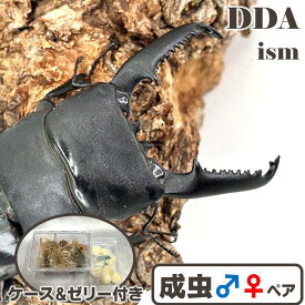 世界最大のドルクス/希少 マンタリガハン産【DDA】パラワンオオヒラタ 成虫 ペア ♂70～超特大110mmUP プレゼント付き dda クワガタ 生体