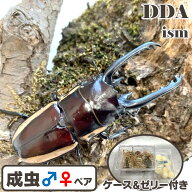 【DDA】ビソン・ノコギリ 成虫 ♂55〜70mmUP ペア プレゼント付き dda クワガタ 生体 ノコギリクワガタ