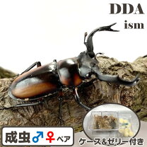 楽天市場】クワガタ福袋（生体｜昆虫）：ペット・ペットグッズの通販