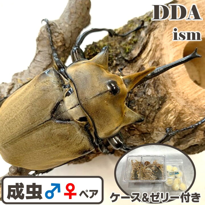 楽天市場】ゾウカブト最美麗種【DDA】エレファスゾウカブト 成虫 ペア 