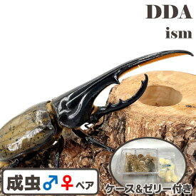 昆虫の王様【DDA】ヘラクレスオオカブト 成虫 ペア ♂105〜特大155mmUP プレゼント付き dda カブトムシ 生体