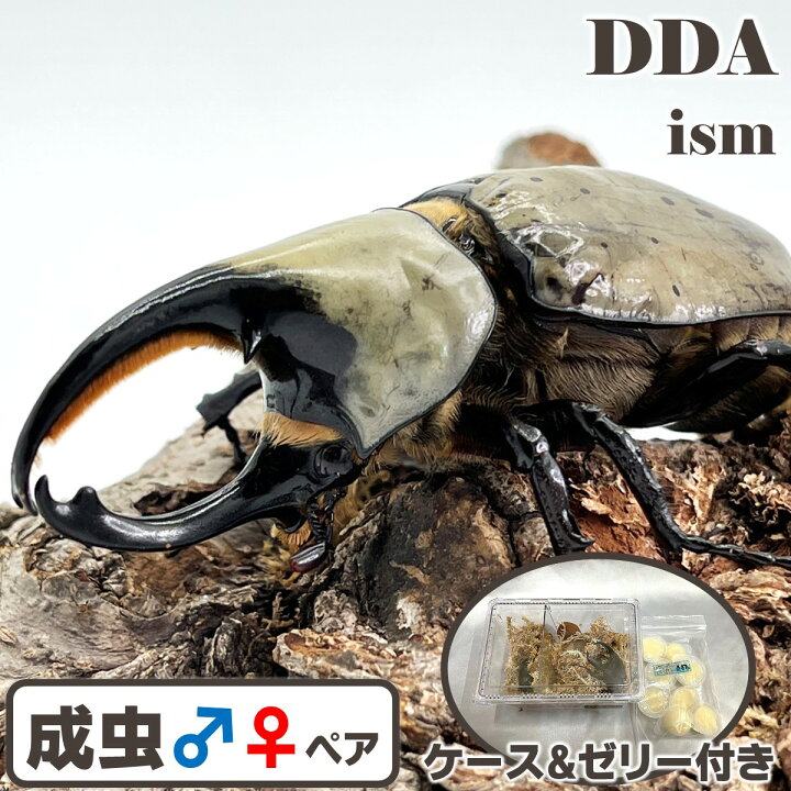 楽天市場】カブト界のアイドル【DDA】グラントシロカブト 成虫 ペア 