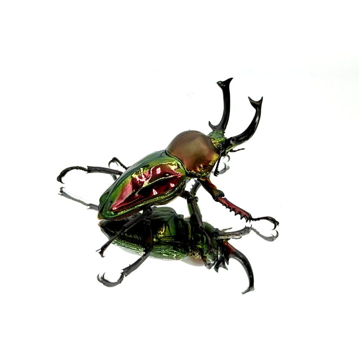 楽天市場】世界で最も美しいクワガタ【DDA】ニジイロクワガタ 成虫 