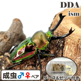 世界で最も美しいクワガタ【DDA】ニジイロクワガタ 成虫 ペア ♂40〜特大65mmUP プレゼント付き dda クワガタ 生体