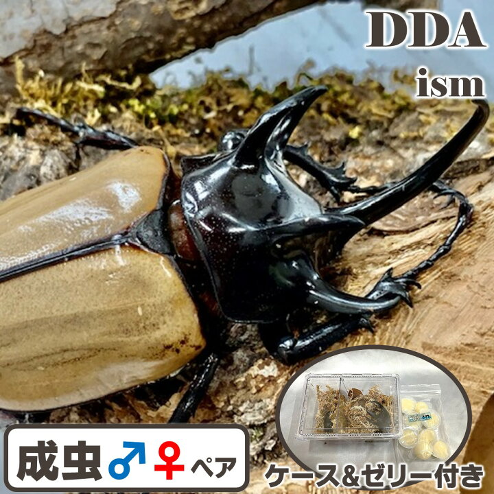 楽天市場】【DDA】ゴホンツノカブト 成虫 WD♂MLサイズ ペア 