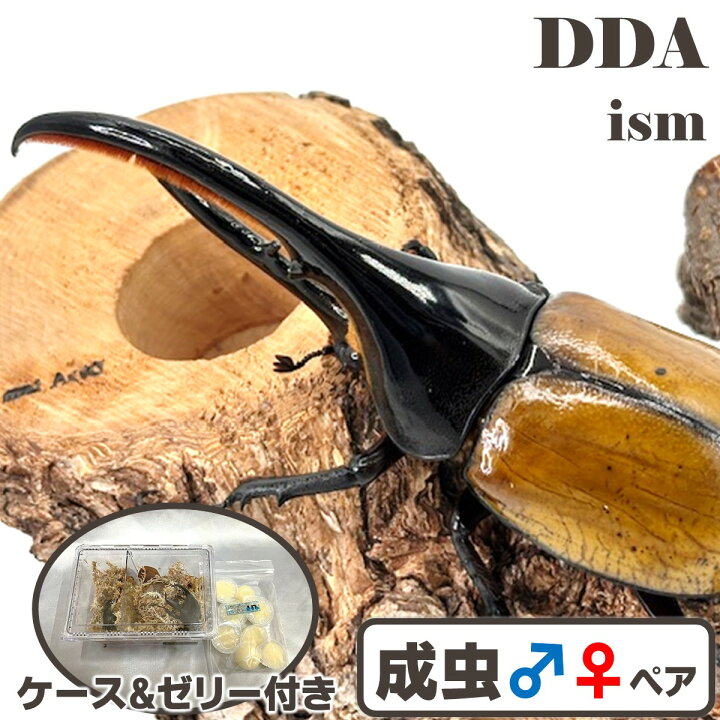 楽天市場】美麗亜種【DDA】ヘラクレス・エクアトリアヌス 成虫 ペア 