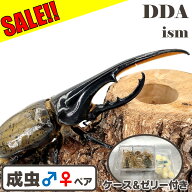 ＼30％OFF！最大12,300円割引／【DDA】ヘラクレスオオカブト 成虫 ペア ♂100〜特大165mmUP プレゼント付…