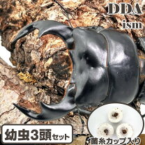 楽天市場】アンタエウスオオクワガタ（ペット・ペットグッズ）の通販