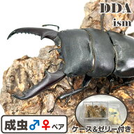 希少！【DDA】 イキヒラタ 成虫 ♂55～75mmUP ペア プレゼント付き dda クワガタ 生体 ヒラタクワガタ