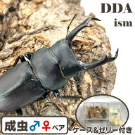 貴重な飼育品！【DDA】北九州産コクワガタ 大型(大歯)♂30～超特大50mmUP ペア プレゼント付き dda クワ…