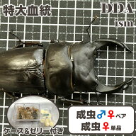 特大血統【DDA】能勢産オオクワガタ(能勢YG) 成虫 ♂75～超特大87mmUP ペア/♀単品47～55mmUP プレゼント…