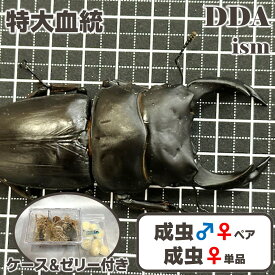 特大血統【DDA】能勢産オオクワガタ(能勢YG) 成虫 ♂75～超特大87mmUP ペア/♀単品47～55mmUP プレゼント付き dda クワガタ 生体