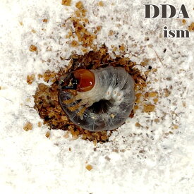【DDA】良血！スマトラオオヒラタ 幼虫 3匹セット 菌糸カップ入り dda クワガタ 生体