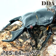 【DDA】赤眼 インドアンタエウス (タイガーヒル)RR 成虫ペア♂65~84mmUPペア dda クワガタ 生体