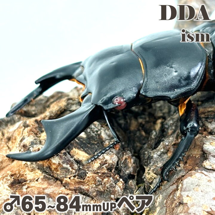 楽天市場】【DDA】赤眼 インドアンタエウス (タイガーヒル)RR 成虫ペア 
